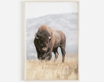 Puede incluir: Impresión enmarcada de un bisonte en un entorno natural. El bisonte, con pelaje marrón oscuro, se encuentra en un campo de hierba seca. El fondo muestra una cordillera borrosa bajo un cielo nublado. La impresión está en un marco de madera clara.