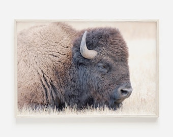 Impressão de bisonte, impressão de arte de bisonte, arte de parede de búfalo, impressão de bisonte, decoração ocidental moderna, arte de parede horizontal, arte de parede de cabine, impressão de arte de búfalo