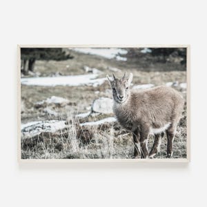 Rustic Goat Print, Snowy Landscape Poster, Farmhouse Decor, Winter Farm Animal, Goat Photography, Rustic Farm Scenery, Neutral Winter Art