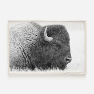 Buffalo Wall Art, Bison Print, Black and White Bison Art Print, Buffalo Print, Bison Poster, Black And White Printable Art, Modern Bison Art