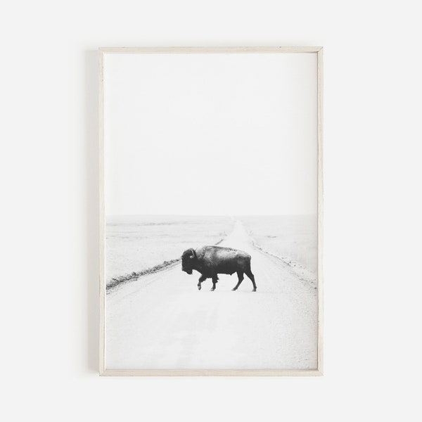 Impression de bison de ferme moderne, impression de buffle, vache noire et blanche, impression animale, art du sud-ouest, art mural de la nature, affiche de bison, affiche de buffle