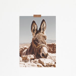 Southwestern Donkey Burro Art Print, Digital Print, Burro, Morocco, Desert Animal, New Mexico, California, Joshua Tree, Modern Boho Home Art image 4