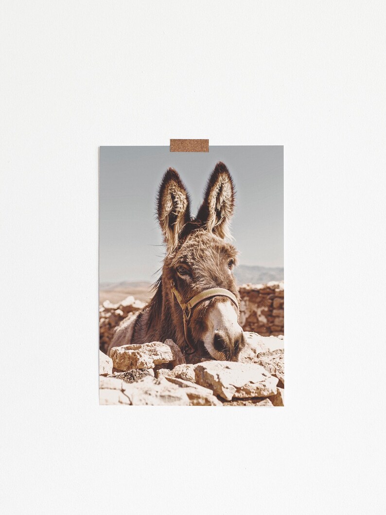 Southwestern Donkey Burro Art Print, Digital Print, Burro, Morocco, Desert Animal, New Mexico, California, Joshua Tree, Modern Boho Home Art image 4