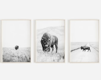 Op de afbeelding: Een set van drie zwart-witfoto's met een bizon in verschillende omgevingen. De eerste foto toont een bizon die over een veld loopt, de tweede foto toont een bizon die naar de camera loopt en de derde foto toont een bizon die over een weg loopt.
