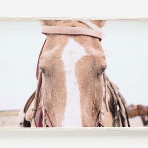 Horse Wall Art Prints, Farmhouse Decor, Horse Photography, Large Horse Poster, Tan Horse, Digital Art, Digital Download, Printable Horse Art