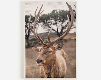 Elk Deer Antler Printable, Rustic Cabin Wall Art, Modern Boho Home, Neutral Wall Art, Home Decor, Wild Animal
