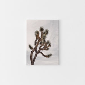 May include: A tall, brown Joshua tree with multiple branches reaching up against a cloudy, light gray sky.