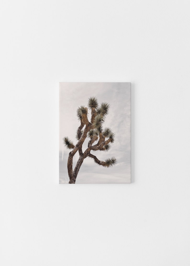 May include: A tall, brown Joshua tree with multiple branches reaching up against a cloudy, light gray sky.