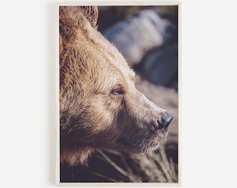 Bear Print Bear Printable Nursery Grizzly Brown Bear Wall Art Woodland Animal Wildlife Photography Montana Canada Wild Animal Prints Digital