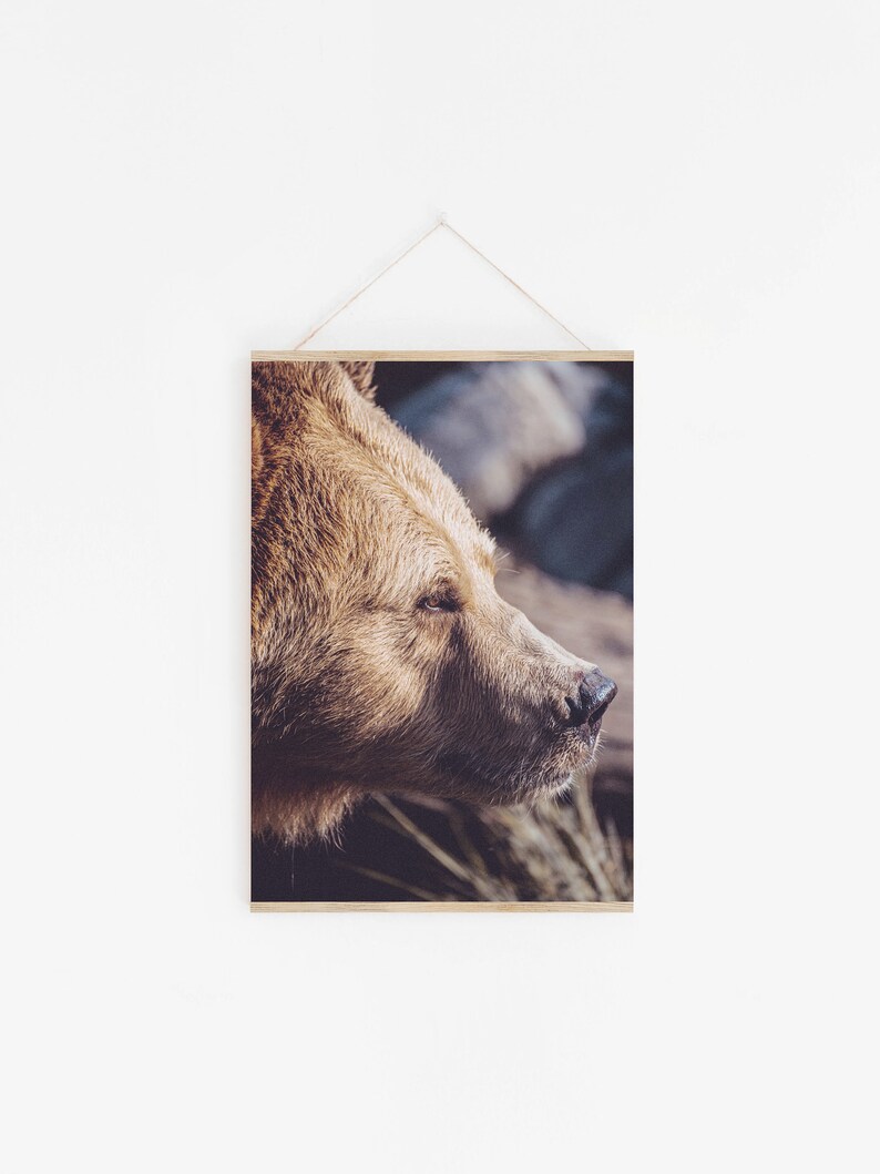 May include: Close-up of a brown bear's face, looking to the right. The bear's fur is soft and fluffy, and its eyes are dark and intense. The background is blurred, with a hint of green foliage.