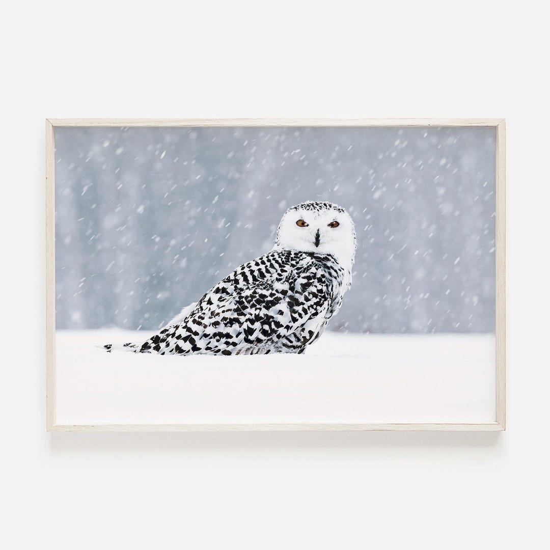 Snowy Owl Wall Art, Wildlife Photography, Winter Nature Decor, Rustic ...