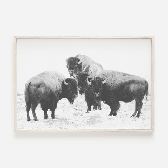 Bison Herd Wall Art, Buffalo Printable, Modern Farmhouse Art, Wilderness Photography, Bison Wall Art Prints,American Bison Poster,Rustic Art