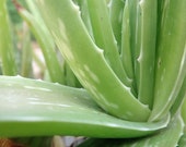 Aloe Vera plant Live succulent succulent plants Live