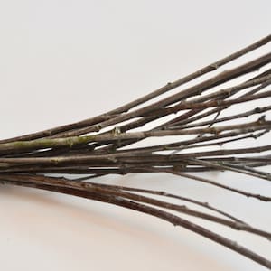 May include: A bundle of thin, brown twigs tied together with a white ribbon. The twigs are arranged in a fan shape, with the tips pointing outwards.