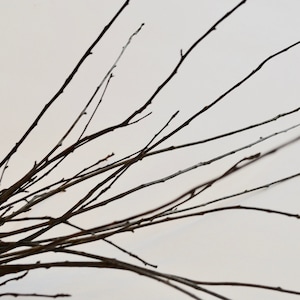 May include: A bundle of bare branches with a light brown color against a white background.