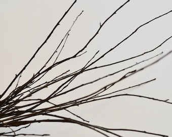 May include: A bundle of bare branches with a light brown color against a white background.