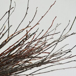 May include: A bunch of thin, bare branches with a light brown and gray color. The branches are arranged in a fan shape, with the tips pointing outwards.