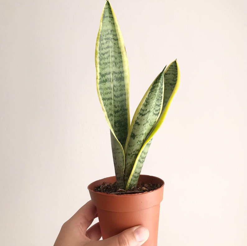 Sansevieria trifasciata Small Snake Plant