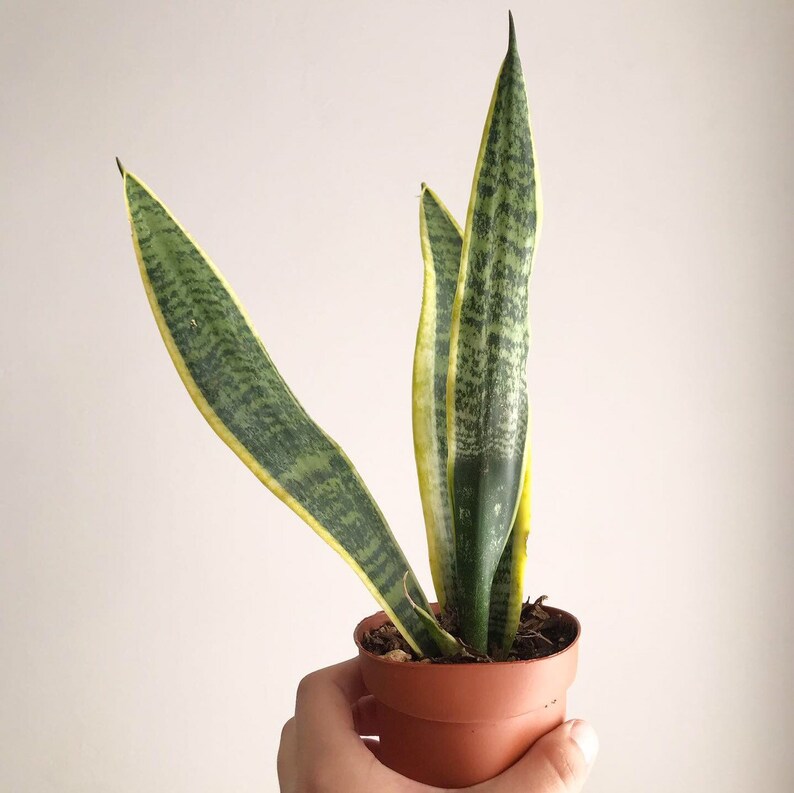 Sansevieria trifasciata Small Snake Plant