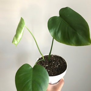 Baby Monstera Deliciosa (split Leaf Philodendron) Plant in 8 Inch Pot - Etsy