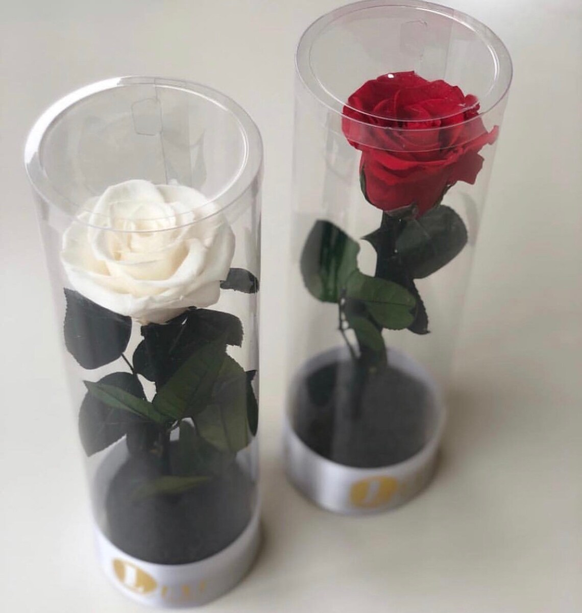 Single Stem Preserved Rose Cylinder Etsy