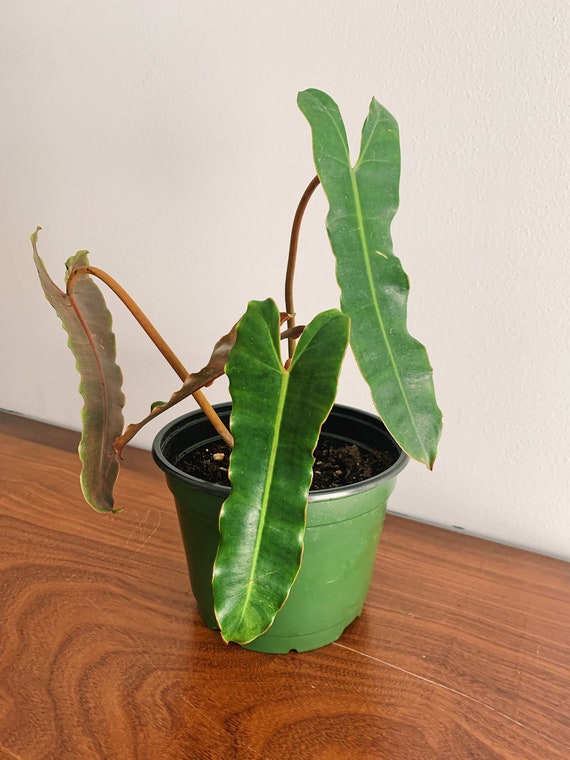 Philodendron Billietiae X Atabapoense Etsy