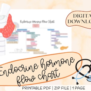 Op de afbeelding: Een printbaar stroomschema van endocriene hormonen met een diagram van de schildklier. Het schema is getiteld "Endocrine Hormone Flow Chart" en bevat de tekst "DIGITAL DOWNLOAD" en "PRINTABLE PDF | ZIP FILE | 1 PAGE".