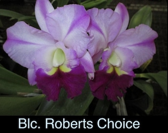 Blc. Robert's Choice 'Dee'  Clear 4inch pot | very colorful | Brassolaeliocattleya Cattleya  Orchids