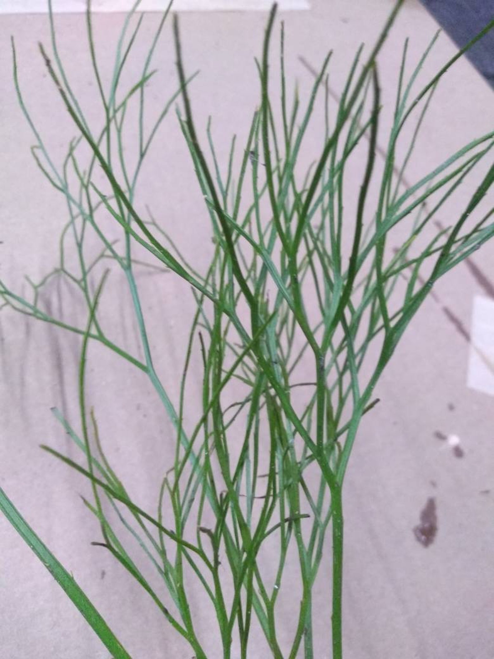 RARE Whisk Fern. Psilotum is a genus of fernlike vascular Etsy