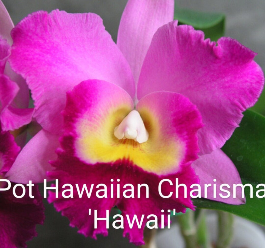 Pot. Hawaiian Charisma 'hawaii' AM/AOS in a Clear Etsy