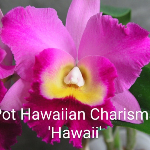 Pot. Hawaiian Charisma 'Hawaii' AM/AOS in a Clear 4inch pot |  Potinara Cattleya orchids | attractive to humming birds fragrant