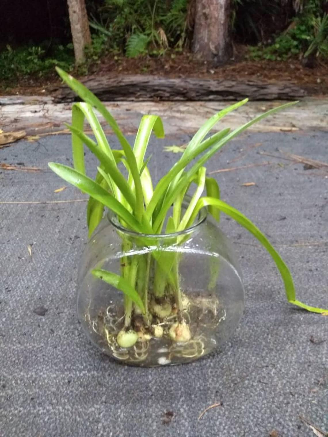Easter Lily Bulbs lilies potted plant or loose WELL rooted Etsy
