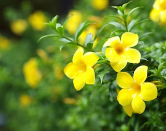 Yellow Jasmine Carolina Vine |  Gelsemium semperviren| Poor mans rope | rooted plant in 4 inch pot | House  Indoor Outdoor Plants