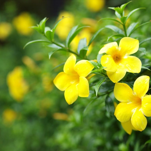 Yellow Jasmine Carolina Vine |  Gelsemium semperviren| Poor mans rope | rooted plant in 4 inch pot | House  Indoor Outdoor Plants