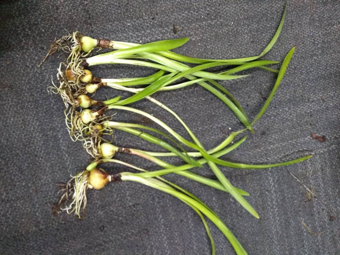 Easter Lily Bulbs lilies potted plant or loose WELL rooted Etsy