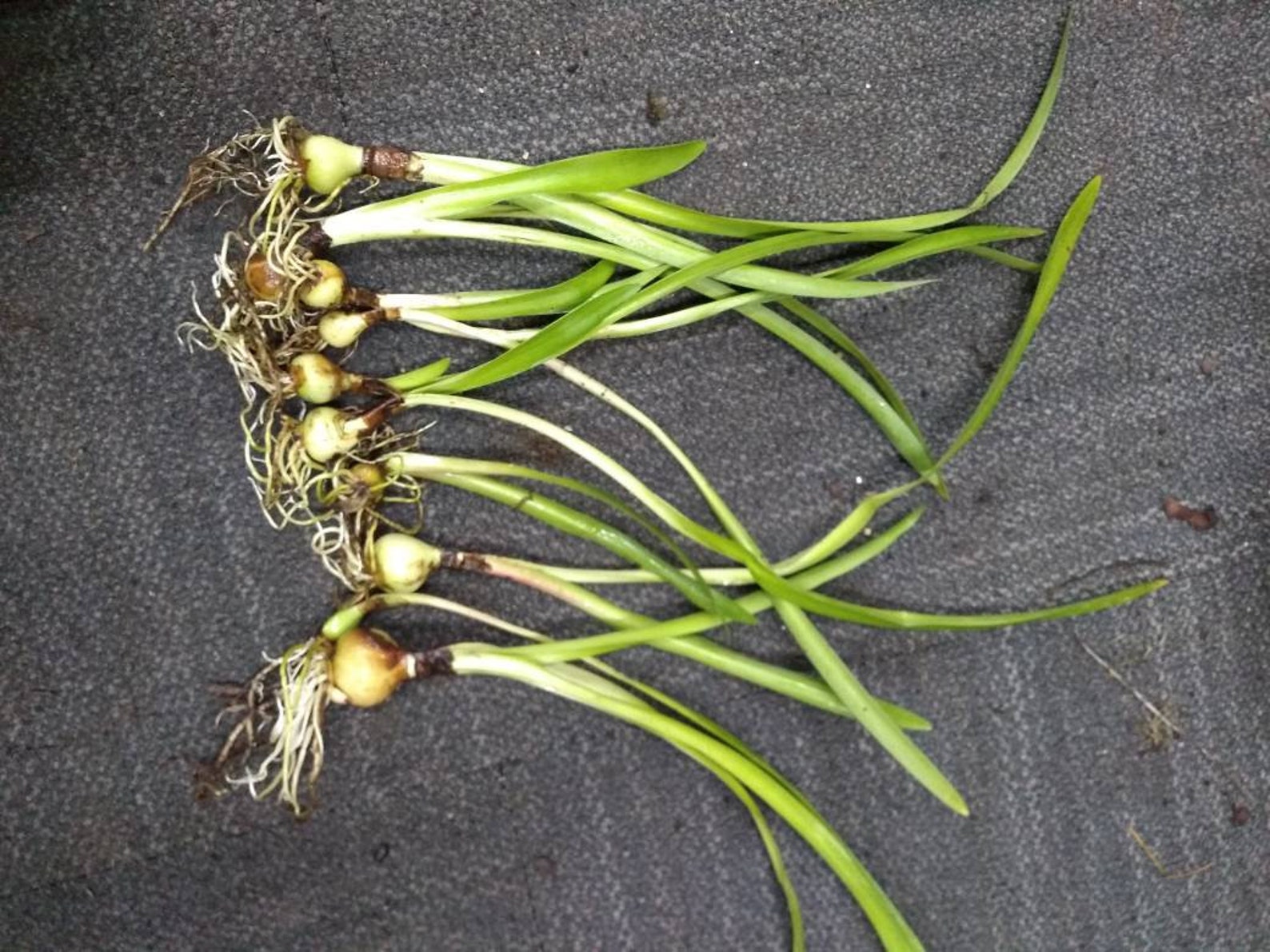 Easter Lily Bulbs lilies potted plant or loose WELL rooted Etsy