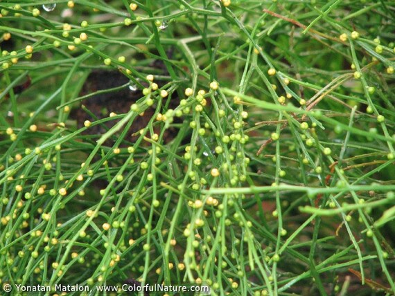 RARE Whisk Fern. Psilotum is a Genus of Fern-like Vascular - Etsy