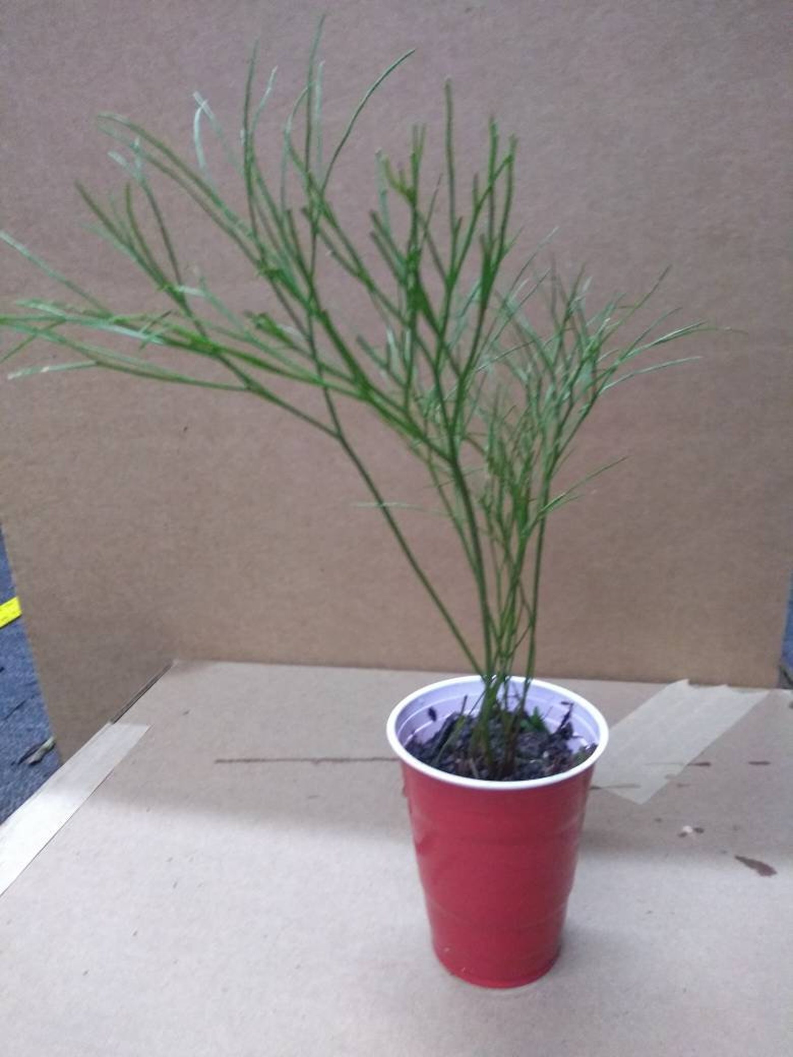 RARE Whisk Fern. Psilotum is a genus of fernlike vascular Etsy