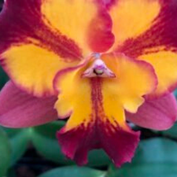 Pot. Burana Fire Momailan Cattleya Orchids in Clear 4inch clear pot| compact warm grower| Yellow Blooms with Red Flares