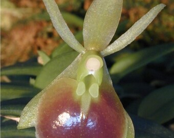 Epi porpax Orchid Species in 3inch pots Currently in BUD 11.9.23
