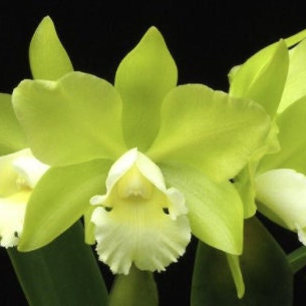 Blc. Hawaiian Passion ' Carmela' | 3.5inch clear pot with Green and White lips | Compact Grower |Cattleya Orchid | Garden supplies