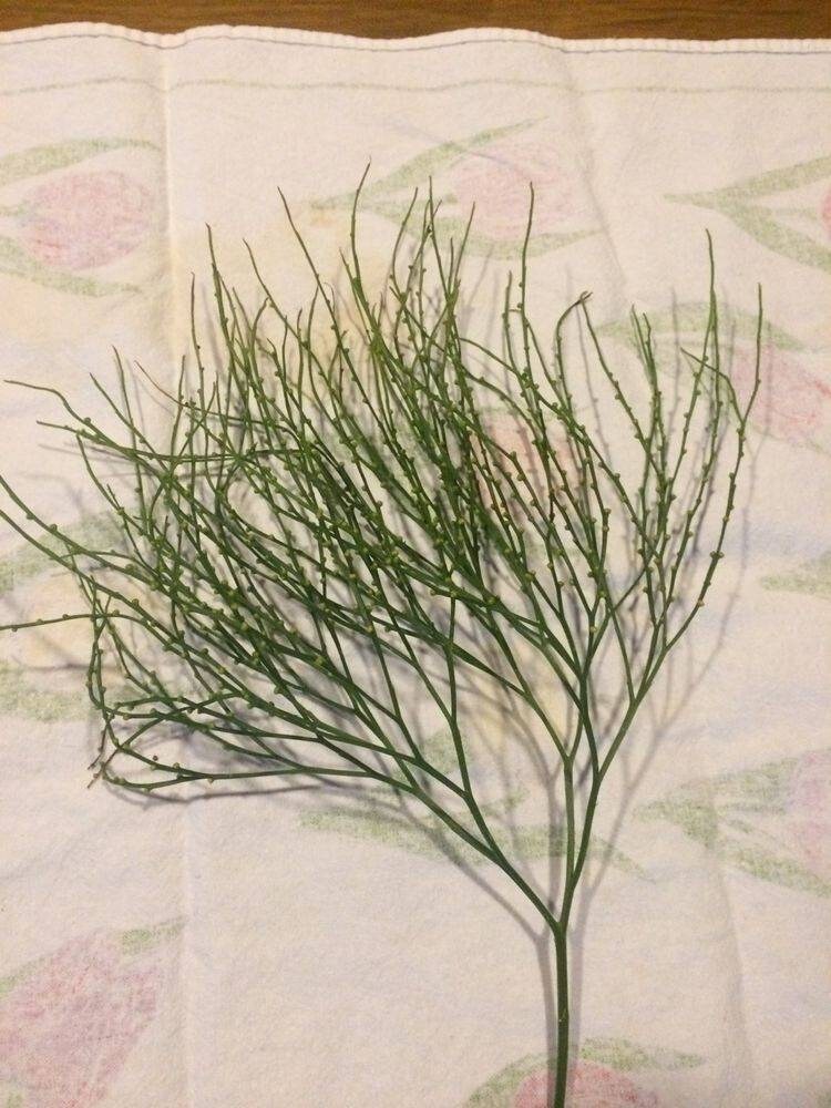 RARE Whisk Fern. Psilotum is a genus of fernlike vascular Etsy