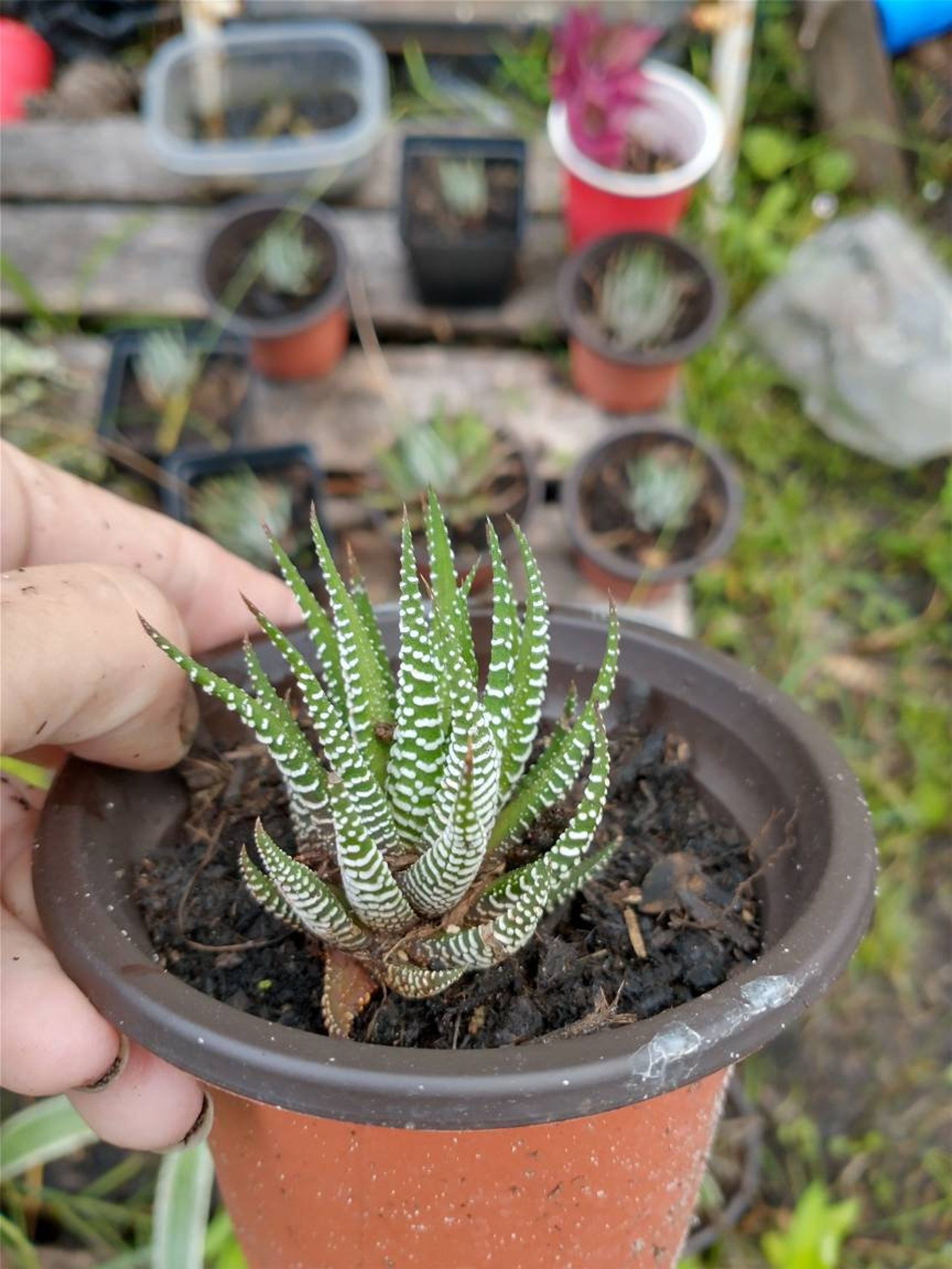 Zebra plant succulent 4inch pot living house plant garden Etsy