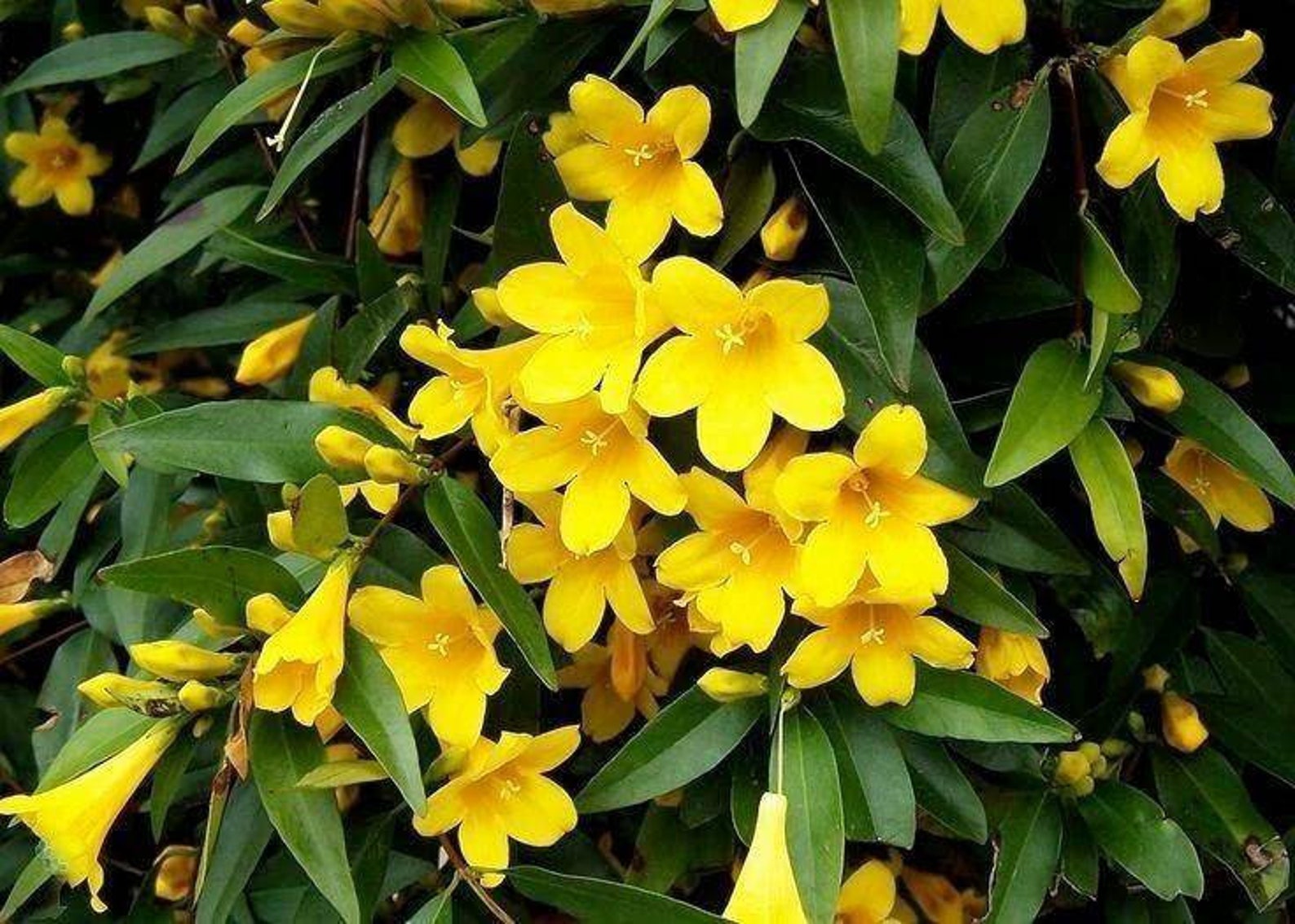 Yellow Jasmine vine potted plant Carolina Jasmine Young Etsy