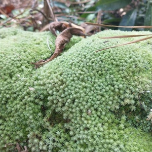 New Zealand Sphagnum Moss - Premier (150g, 12L)