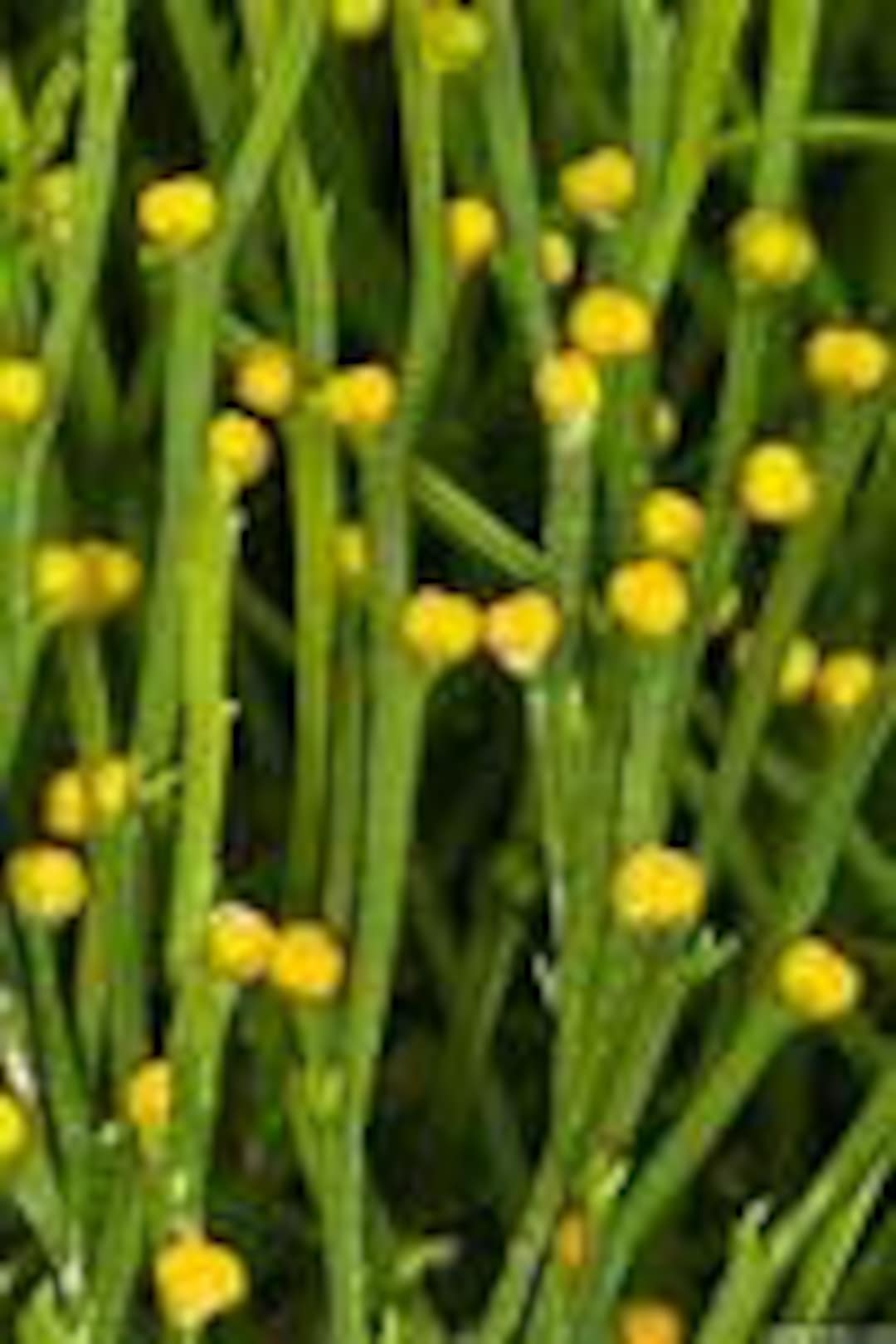 RARE Whisk Fern. Psilotum is a Genus of Fernlike Vascular Plants Aka