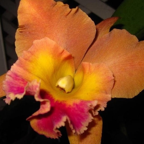 Pot. Hawaiian Thrill 'Paradise ' Cattleya Alliance orchids 4inch clear pot mericlone