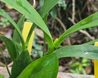 ENCYCLIA radiatum in Sleath available