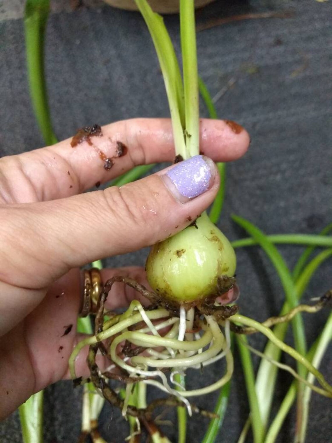 Easter Lily Bulbs lilies potted plant or loose WELL rooted Etsy