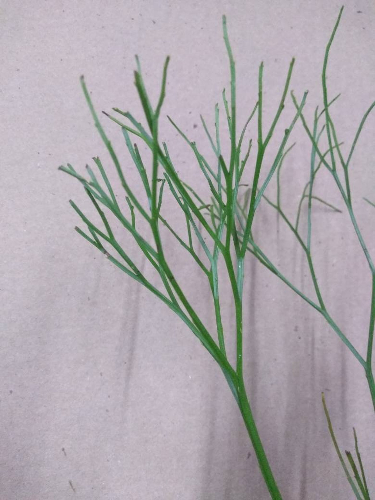 RARE Whisk Fern. Psilotum is a genus of fernlike vascular Etsy